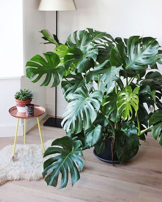 plantas para banheiro com pouca luz natural