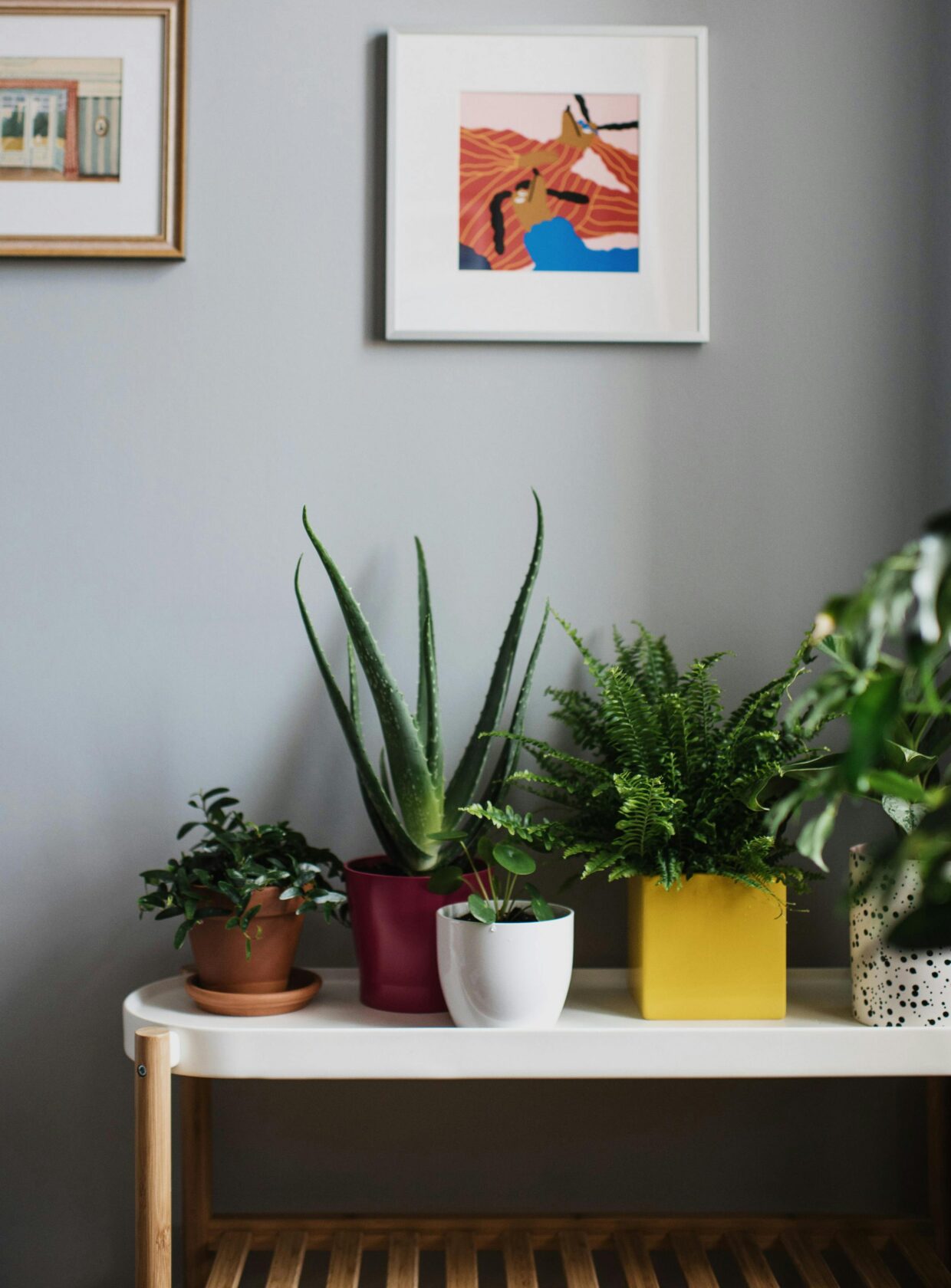 jiboia vs zamioculca qual escolher