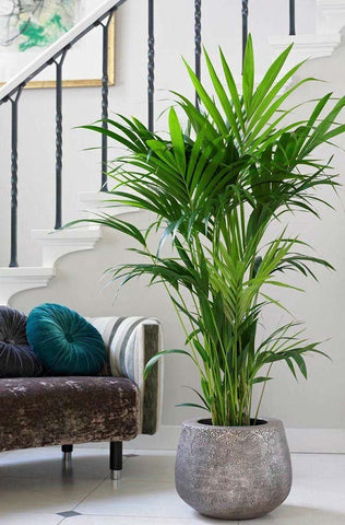 plantas com flores para interior