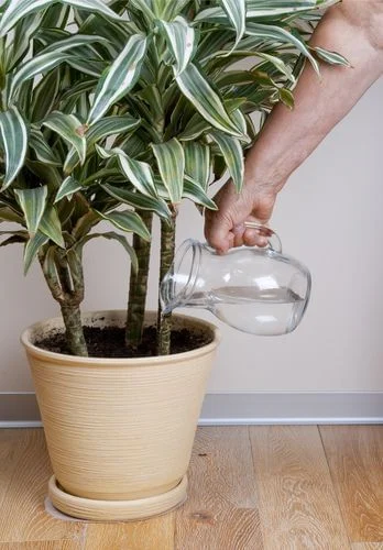plantas grandes para apartamento