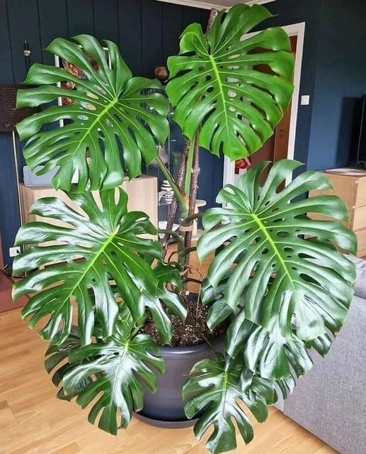 plantas que purificam o ar