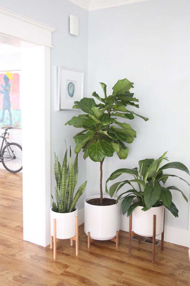 plantas para quarto