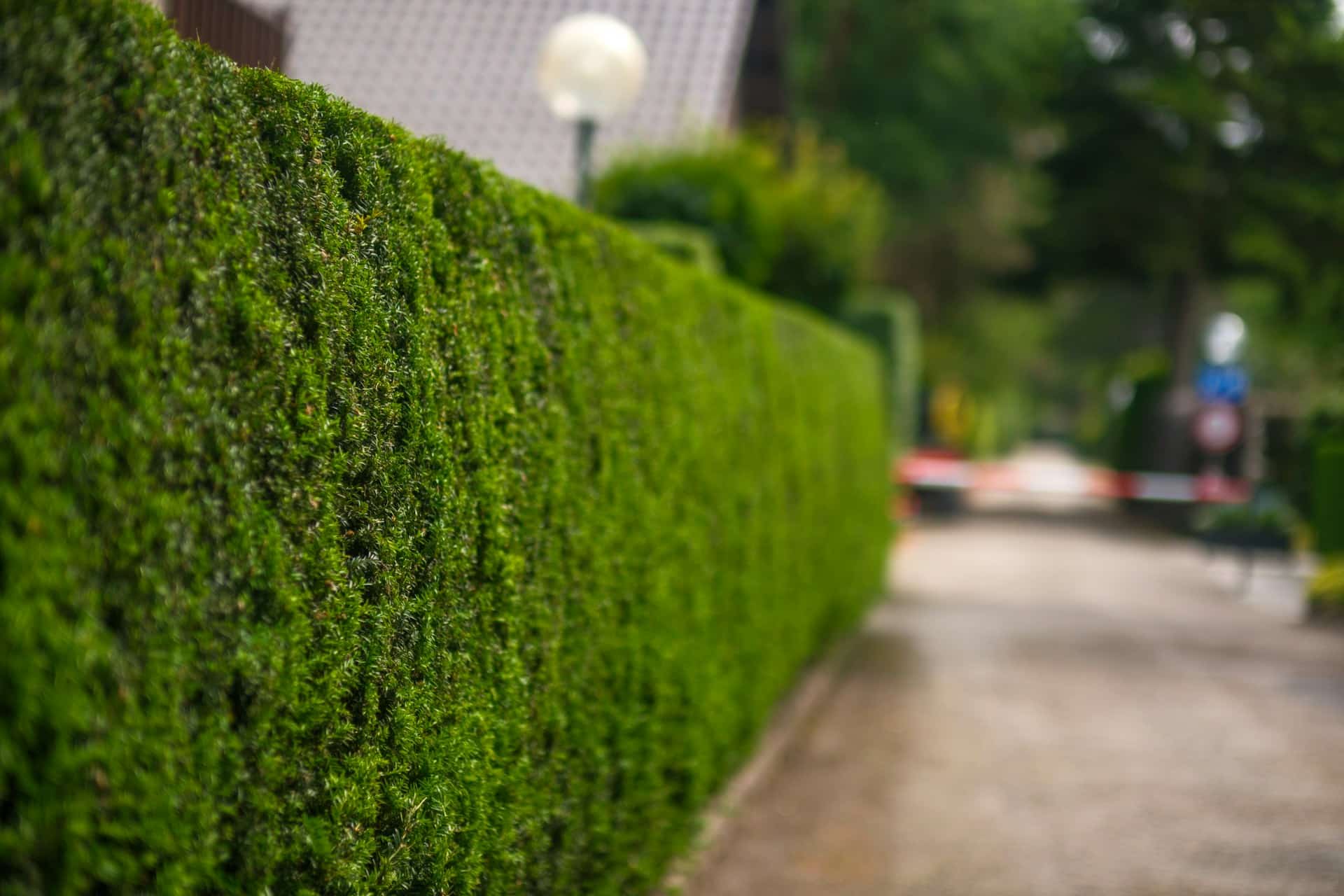 plantas para cobrir muro