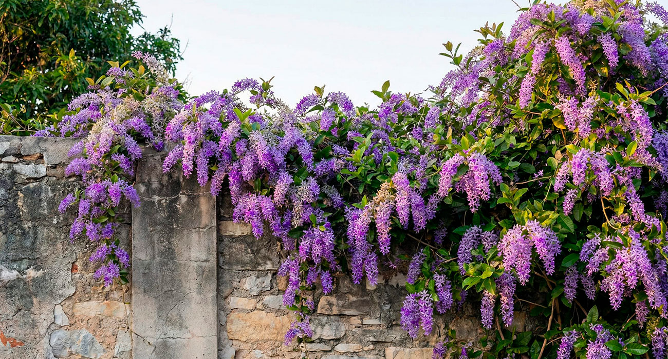 plantas trepadeiras de crescimento moderado