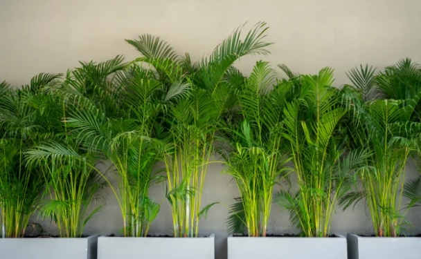plantas trepadeiras com espinhos