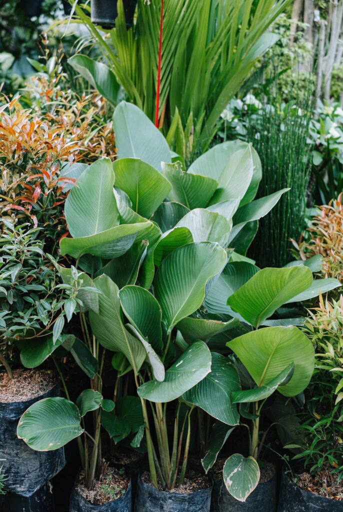 plantas trepadeiras perfumadas