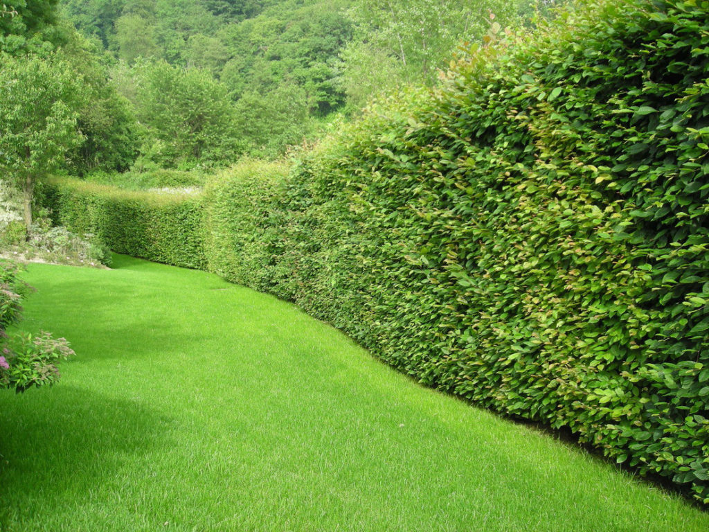 plantas para cobrir muro