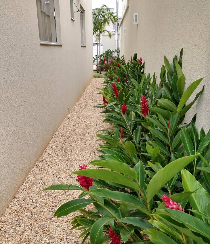 trepadeiras para muro