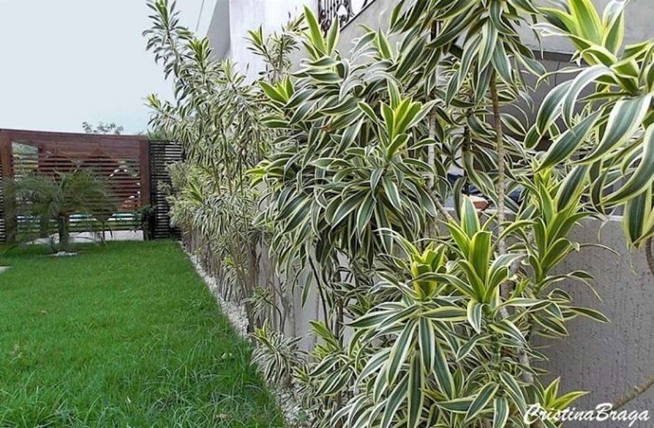 plantas para muro com sol pleno