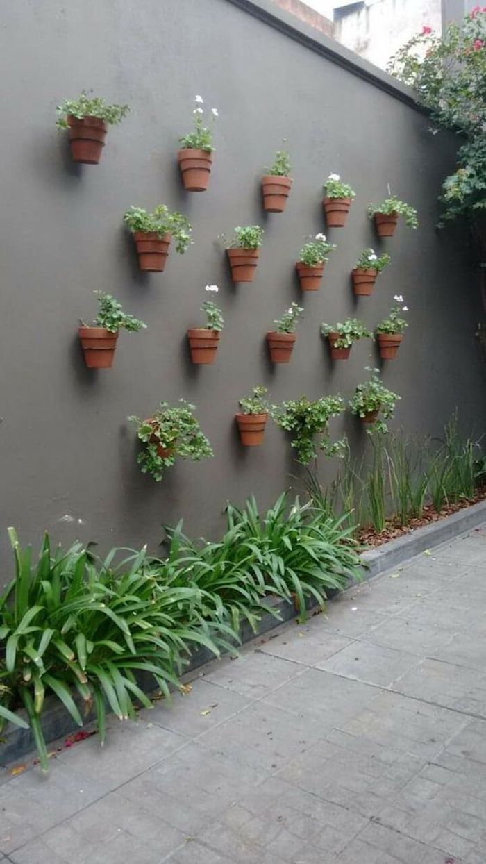 plantas para muro na sombra