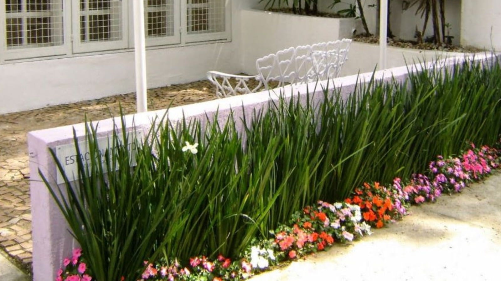 plantas verdes para muro
