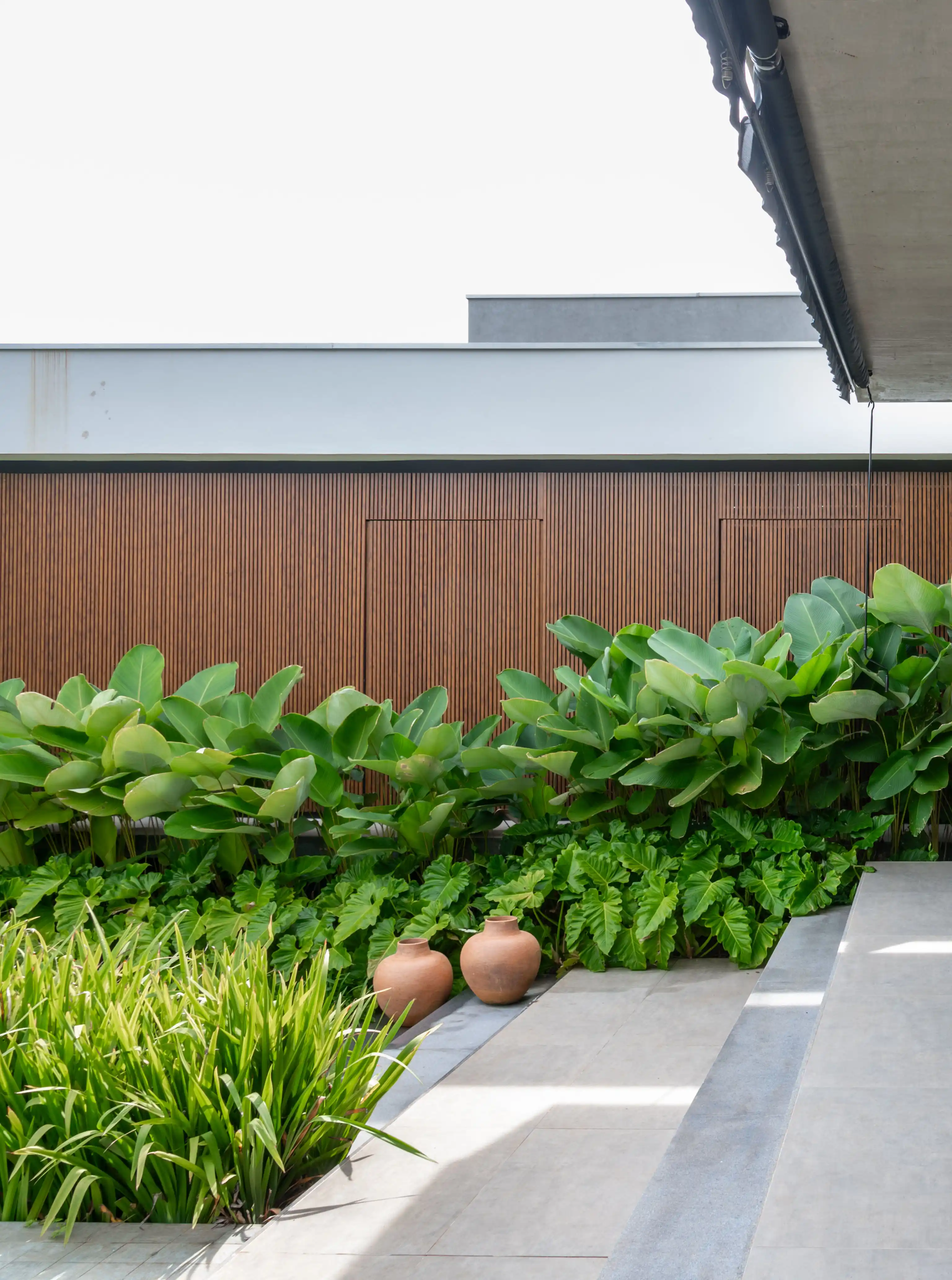 plantas para muro com sol pleno