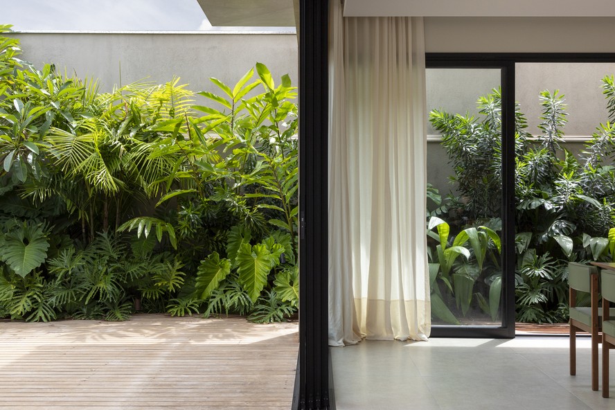 plantas para muro na sombra