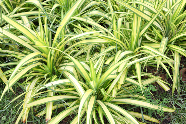 plantas para varanda sombreada