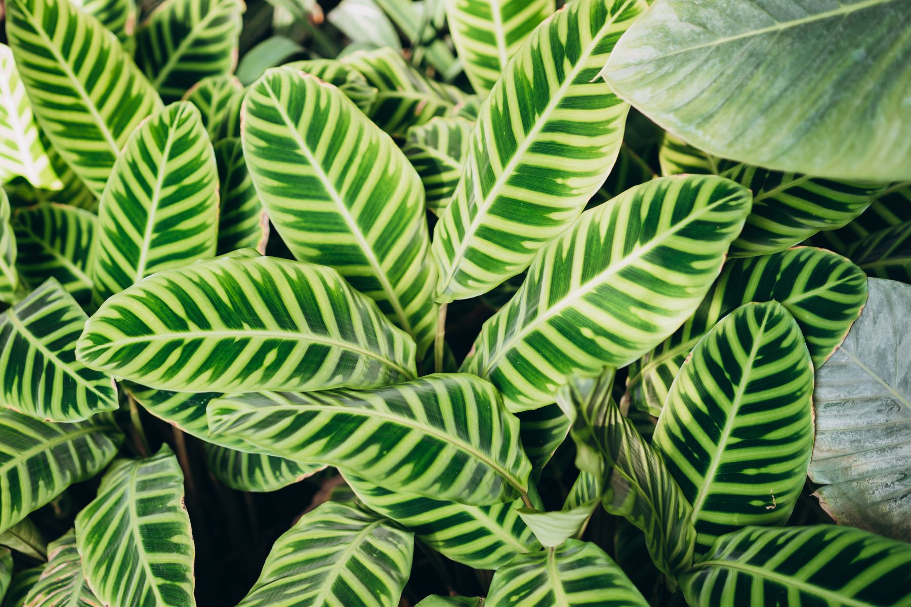 plantas de interior para pouca luz