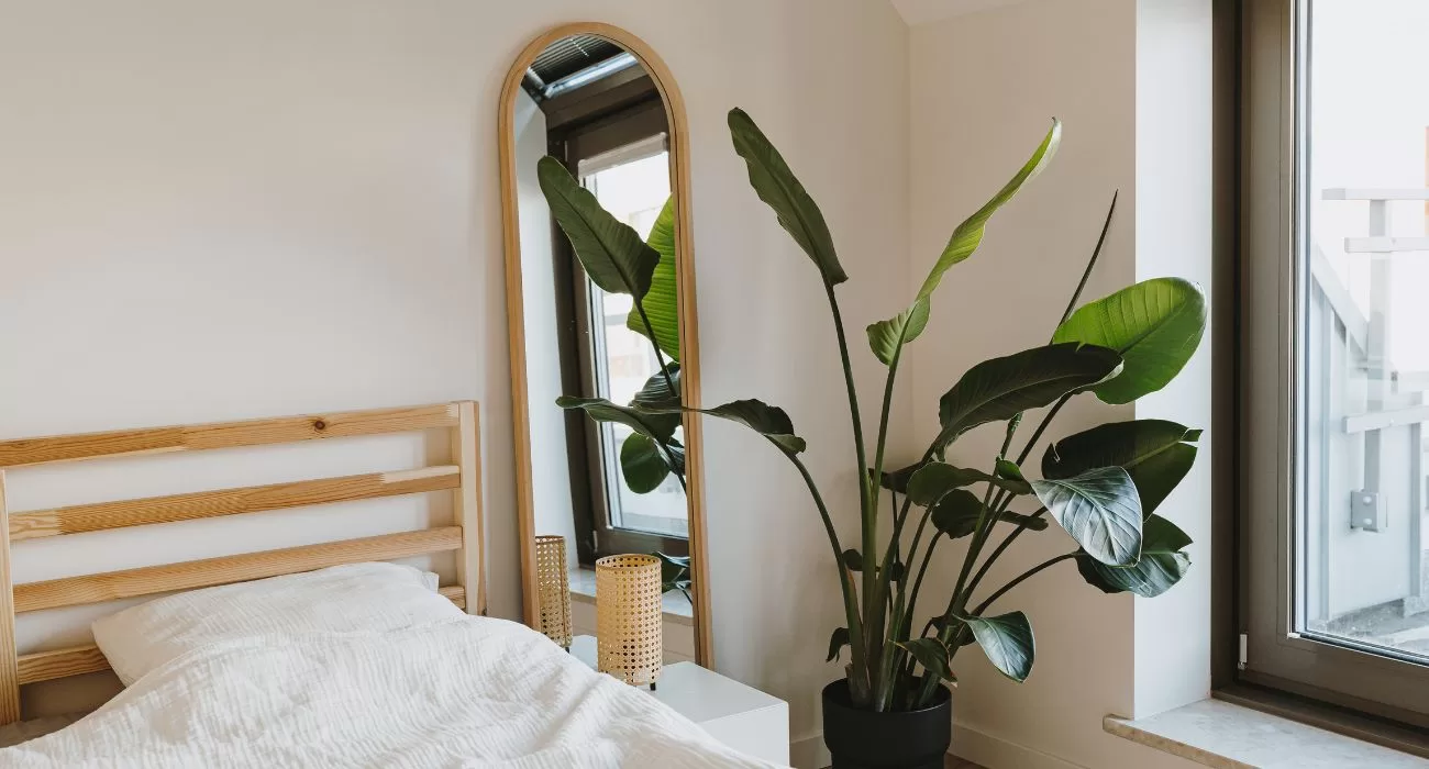 plantas para quarto com pouca luz