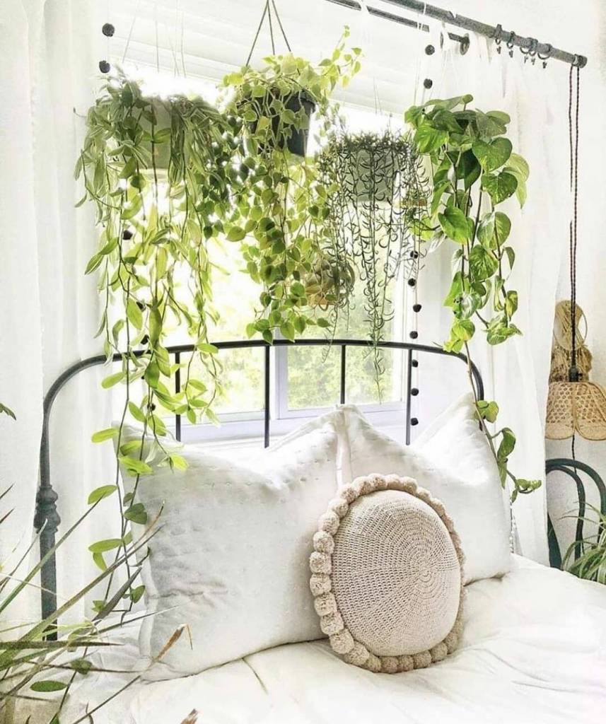 plantas para quarto que purificam o ar