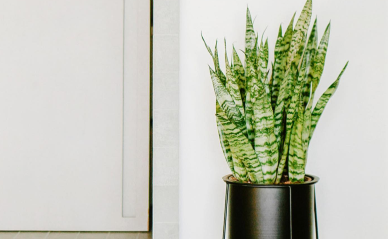 plantas para quarto fáceis de cuidar
