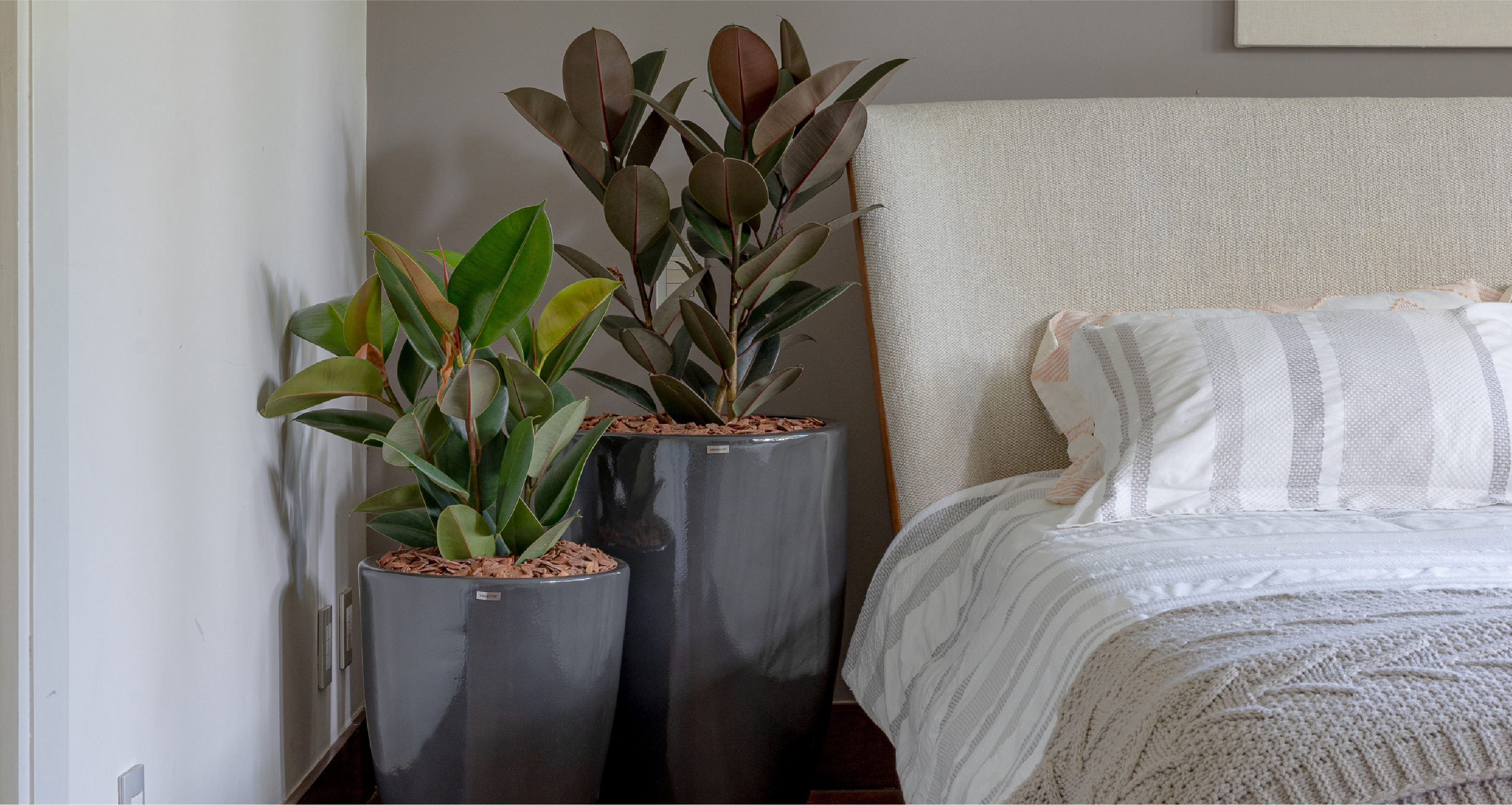 plantas para quarto que não precisam de muita água