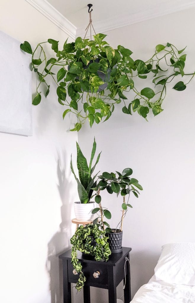 plantas de interior para quarto