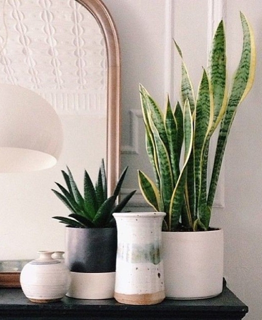 plantas para quarto que ajudam a dormir