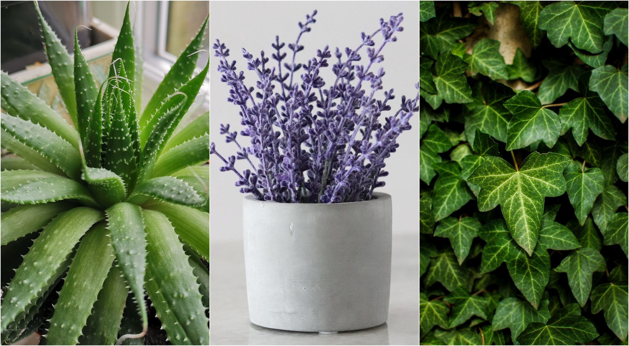plantas para quarto com animais de estimação