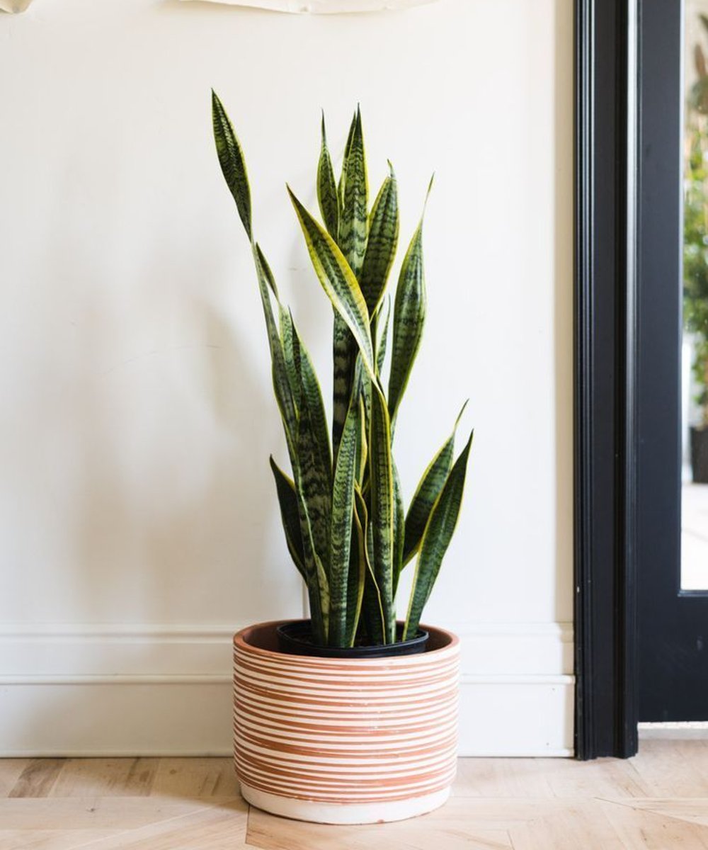 plantas para quarto que não precisam de muita água
