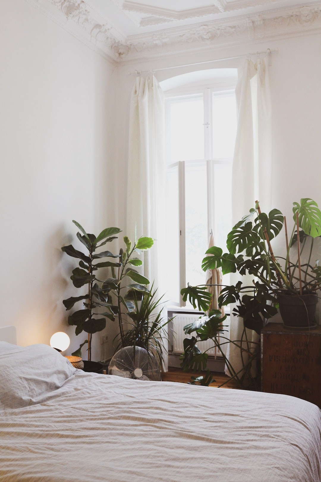 plantas de interior para quarto