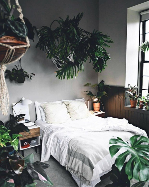 plantas que melhoram a qualidade do ar no quarto