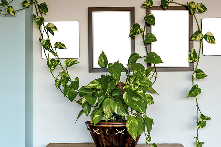 plantas que reduzem o estresse no quarto