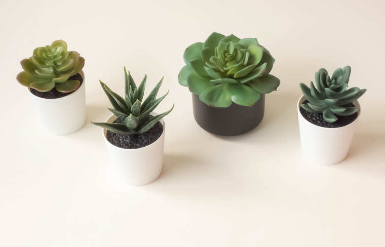 plantas pequenas para apartamento