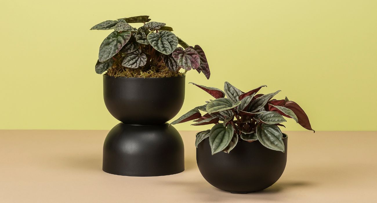 plantas pequenas para mesa