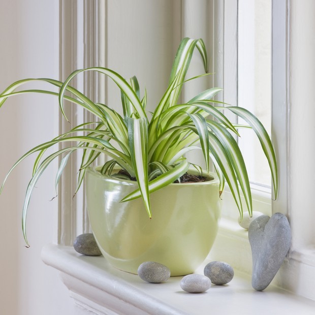 plantas pequenas para prateleira