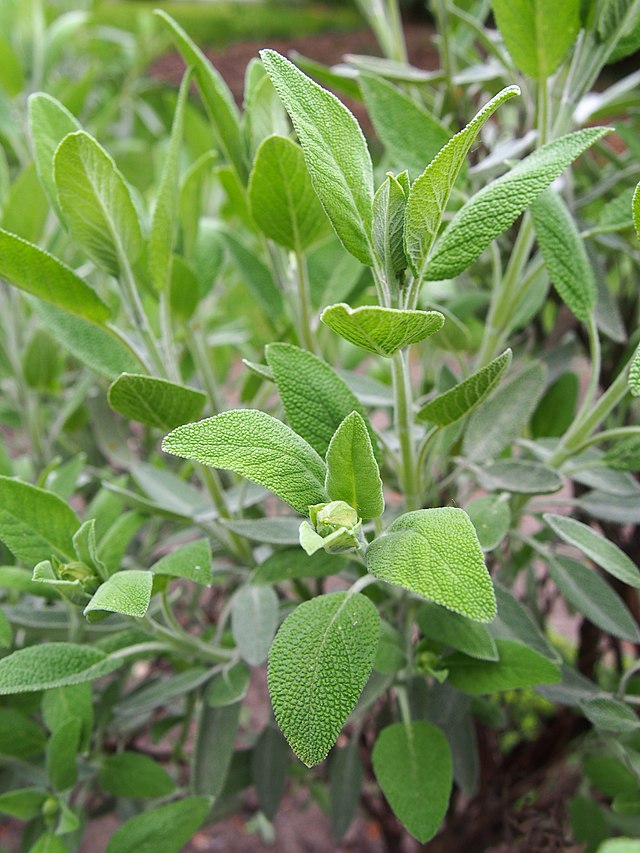 plantas repelentes de insetos naturais