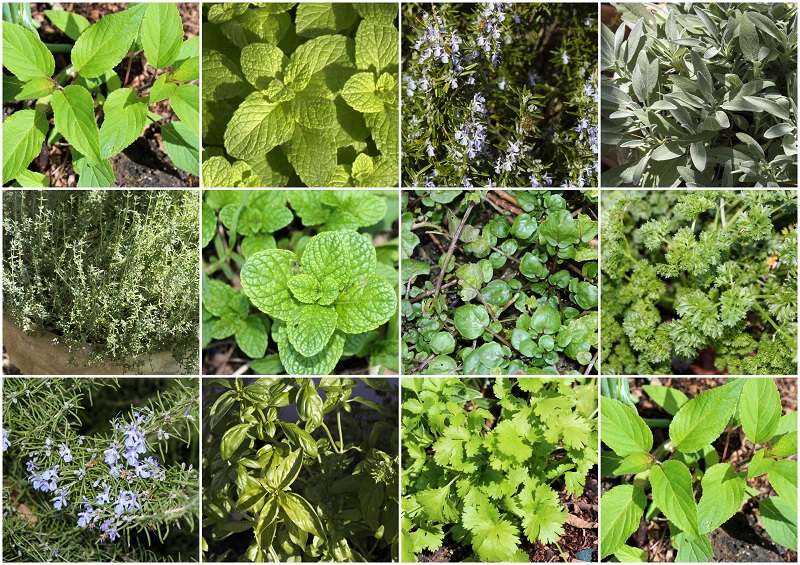 plantas que afastam pernilongos