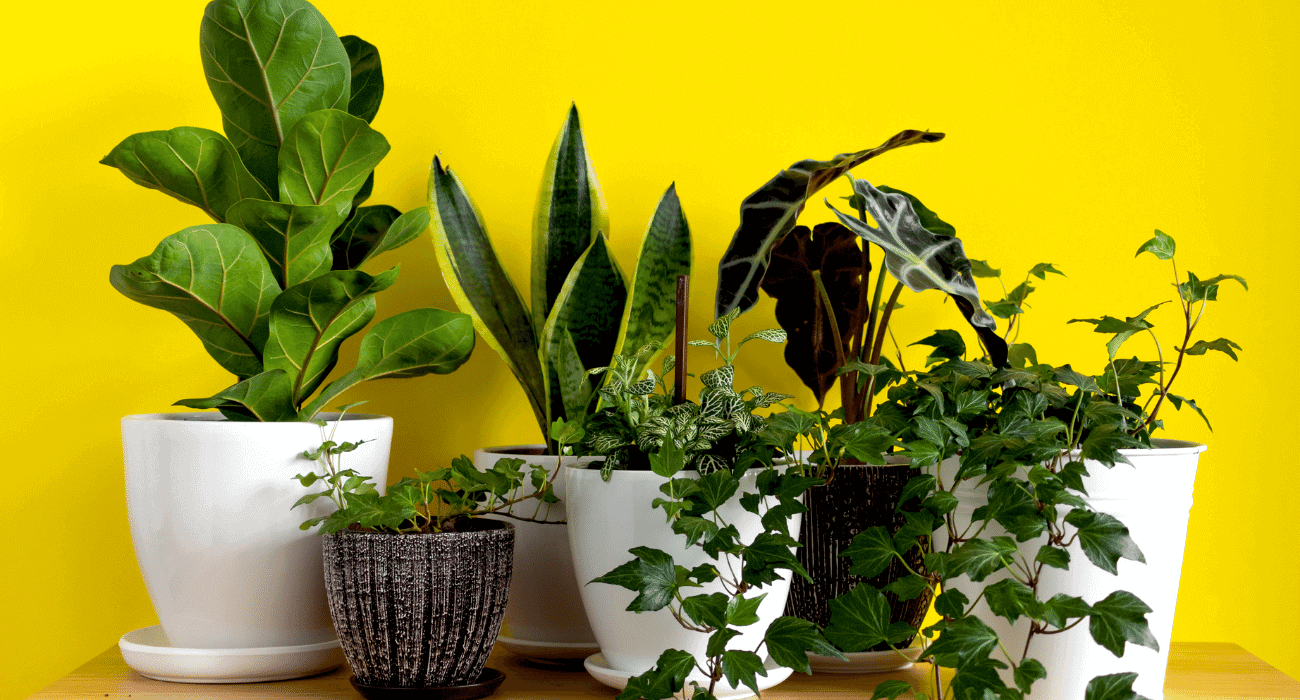 plantas que não precisam de luz