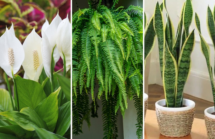 plantas para ambientes escuros