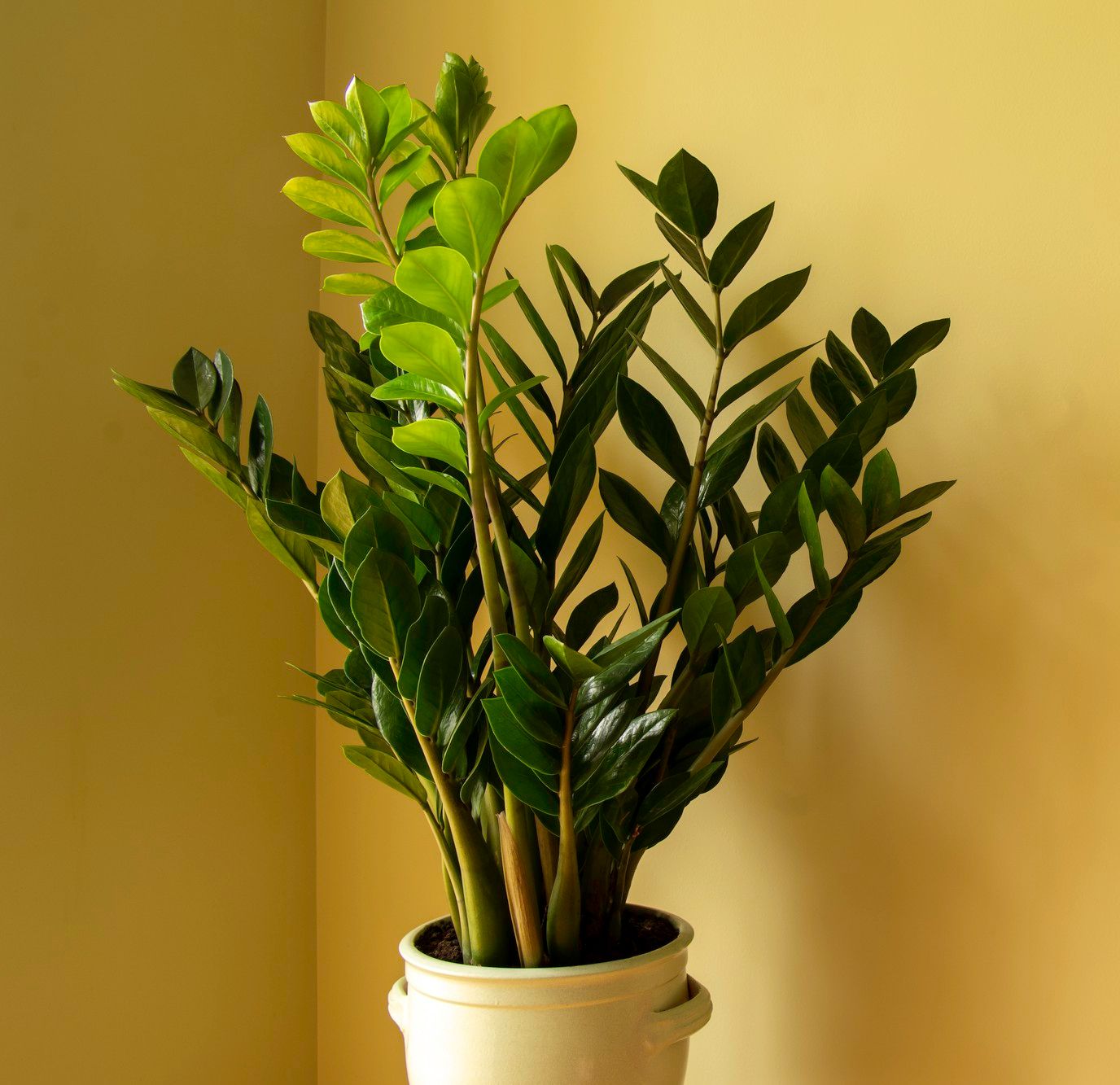 plantas de sombra para interior