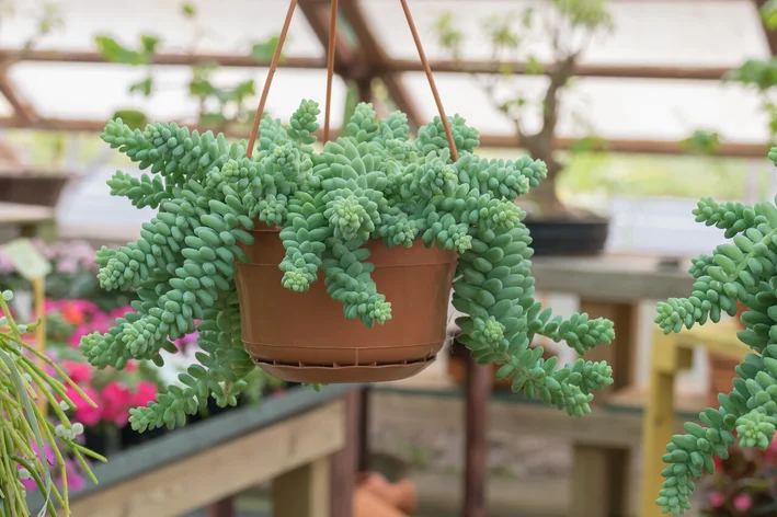 Suculentas para decoração