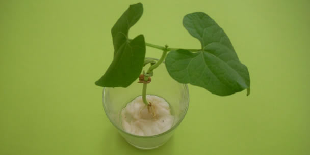 plantar feijao algodao