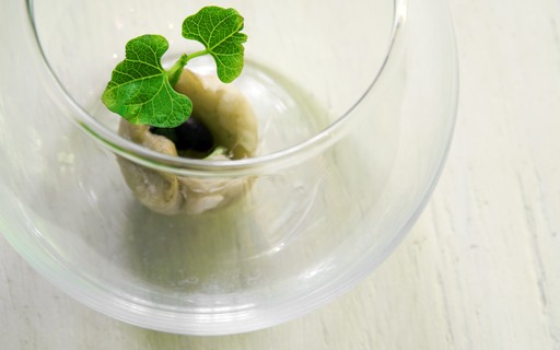 como plantar feijão no algodão para crianças