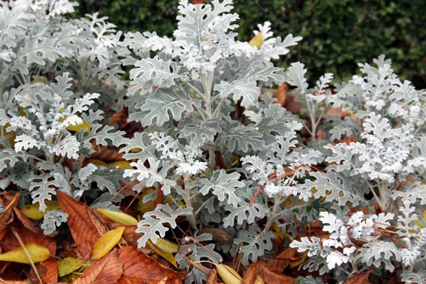 plantas com flores brancas