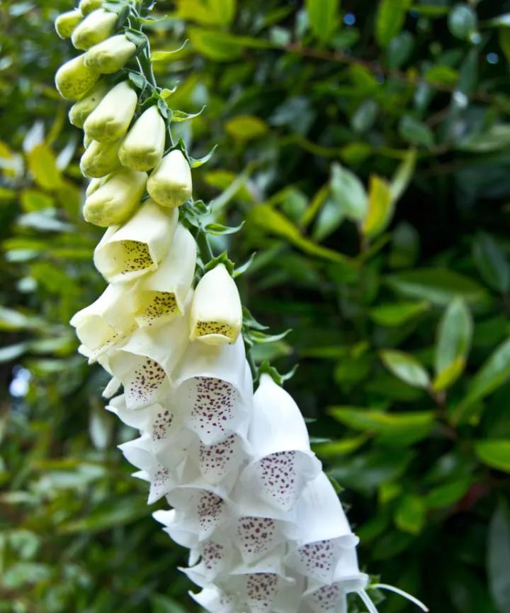 plantas com folhagem branca