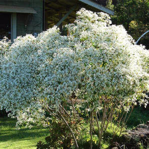 plantas com folhagem branca