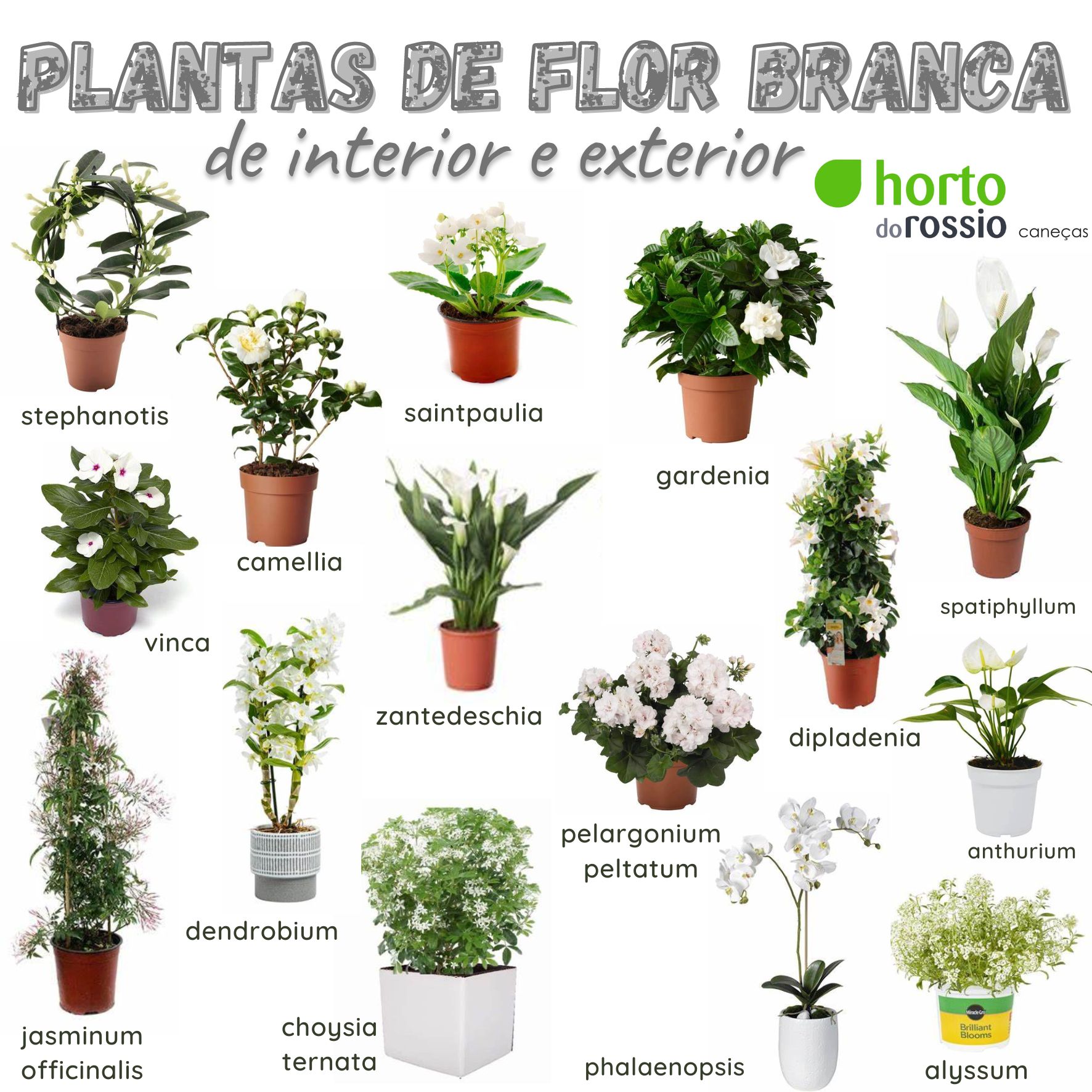plantas brancas para jardim