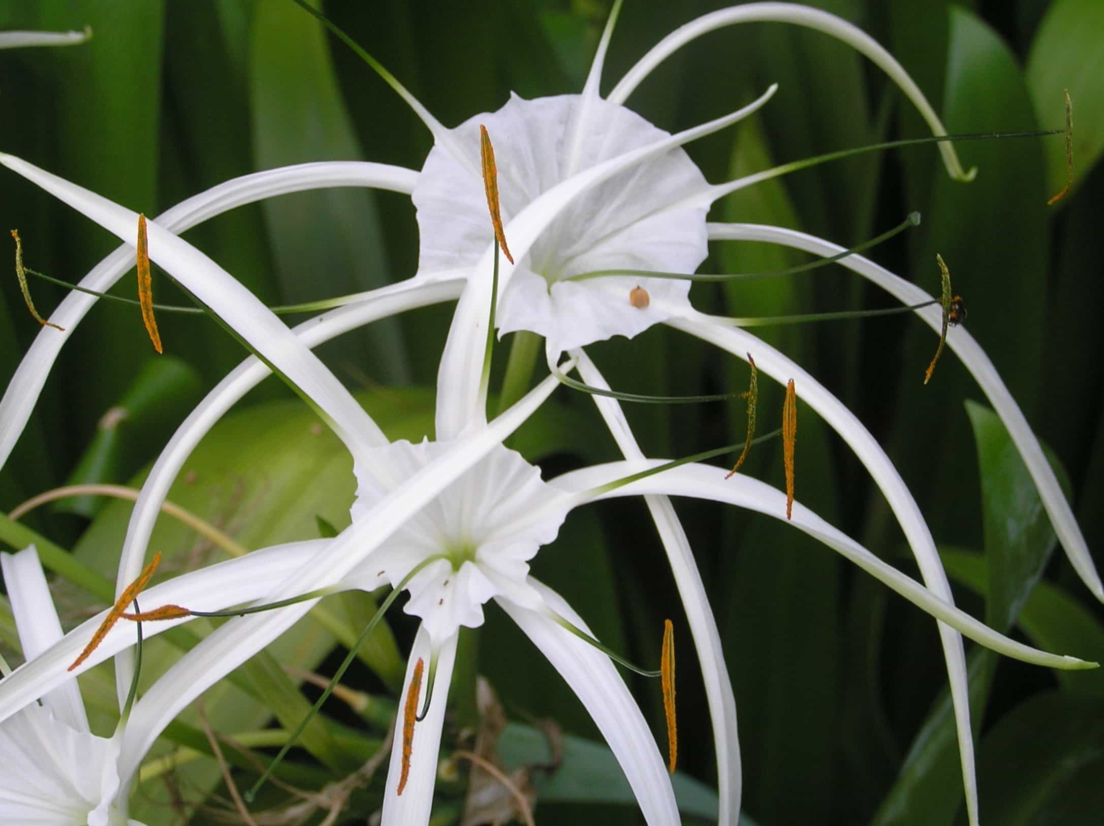 flores brancas elegantes