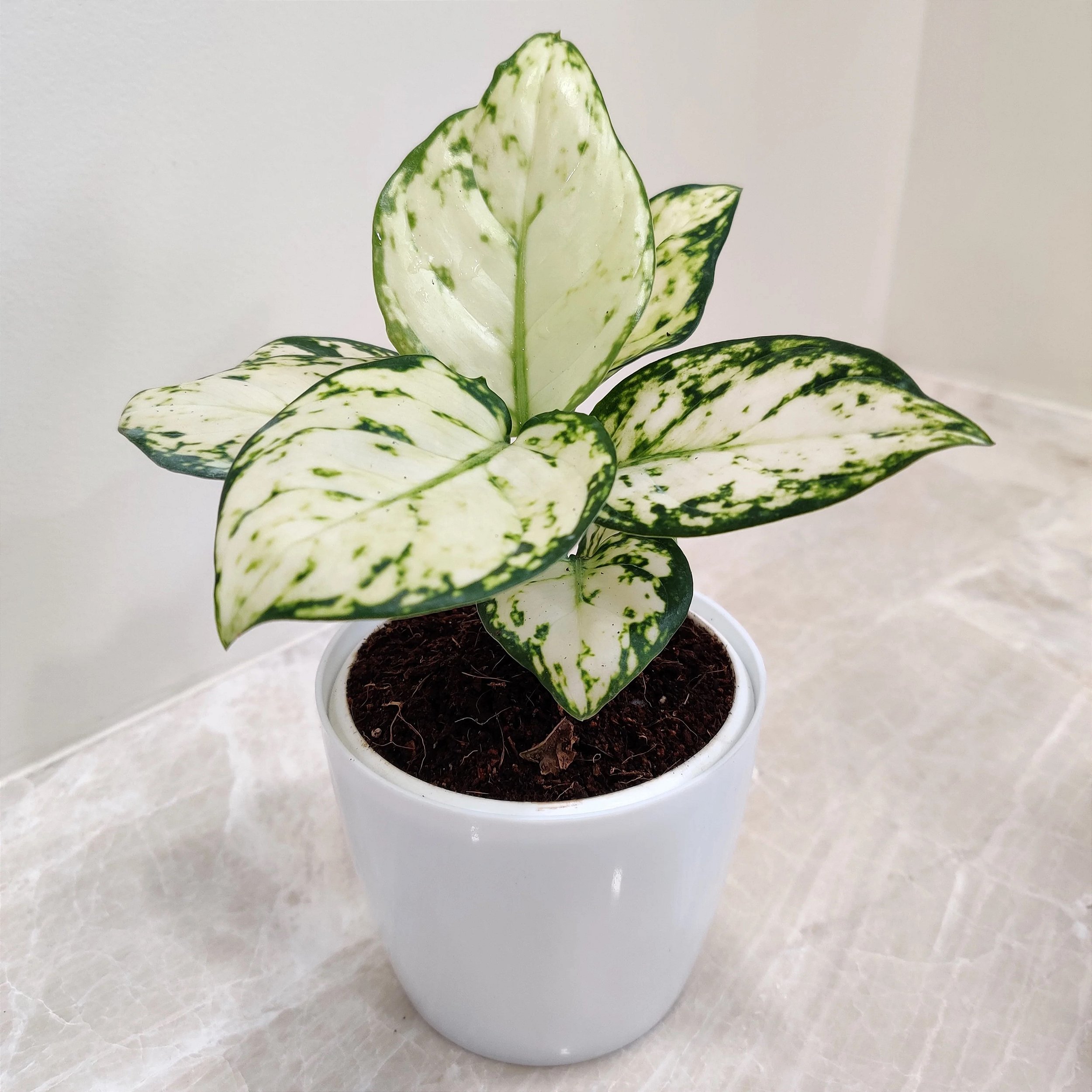 plantas brancas e prateadas