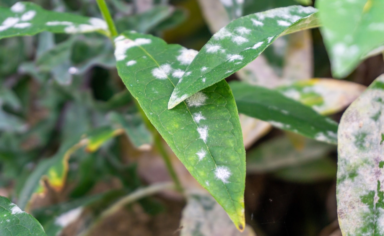 plantas brancas de sombra