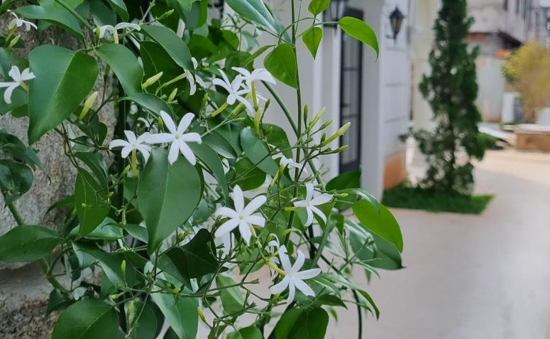 plantas brancas de sol