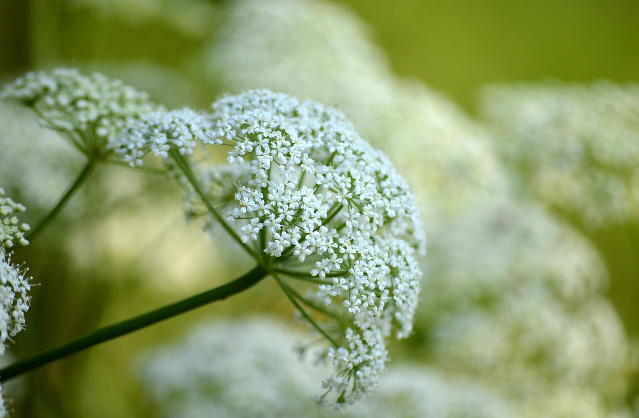 plantas com folhagem branca